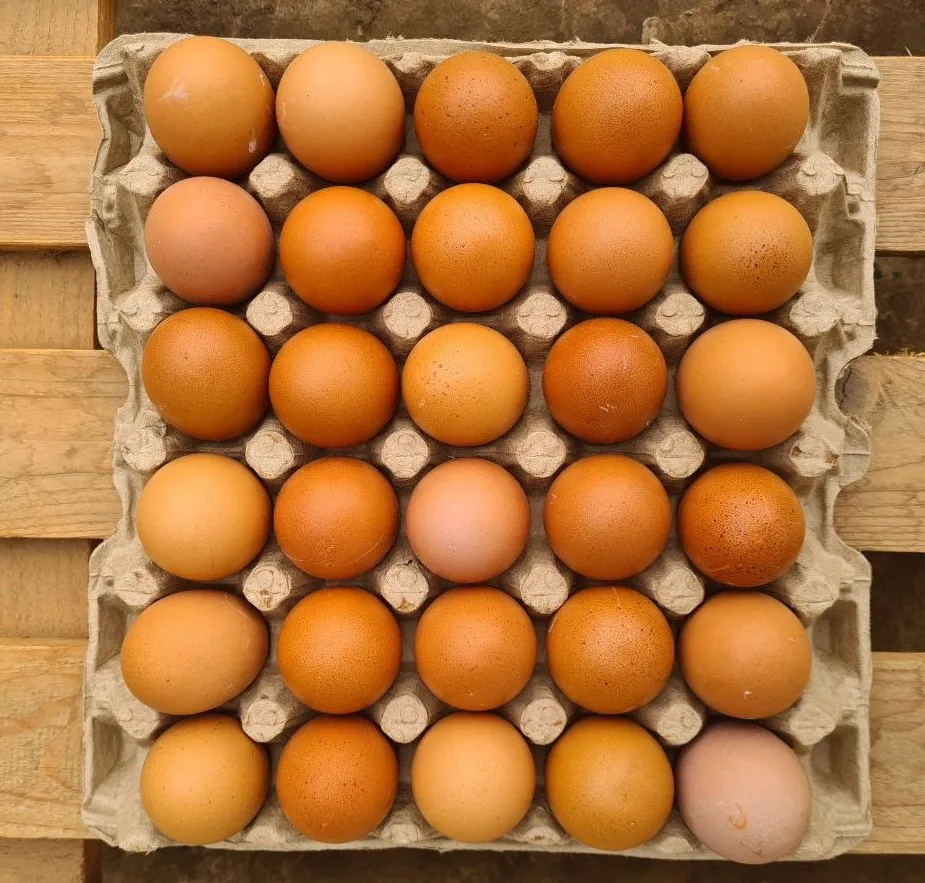 Fresh Eggs 30pcs crate